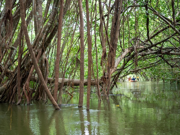 Stare korzenie drzewa banyanowego w Małej Amazonce lub Tajlandii Khlong Sang Naen Phang Nga.