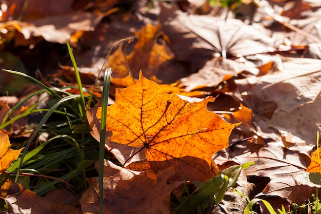 Stare liście drzew liściastych leżących na ziemi w okresie jesiennym