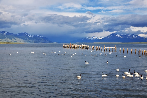 Stare molo w Puerto Natales