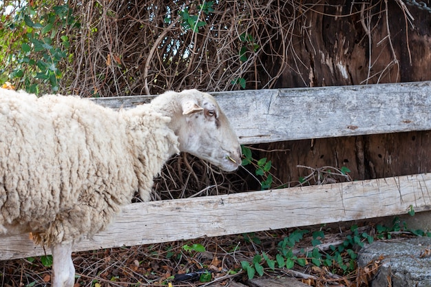 Zdjęcie stare owce jedzenia zielonej trawy w gospodarstwie