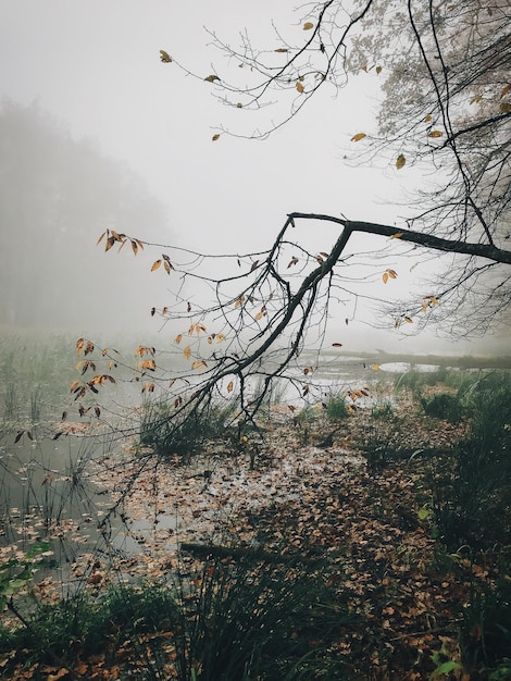 Stare powalone drzewa z mchem w mglistych jesiennych lasach w pobliżu jeziora w zimny jesienny poranek Mgła w lesie Spokojna chwila Witaj jesień Jesienne tło Atmosferyczny poranek