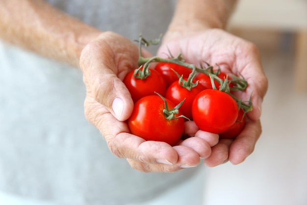 Stare ręce trzymające pomidory z bliska