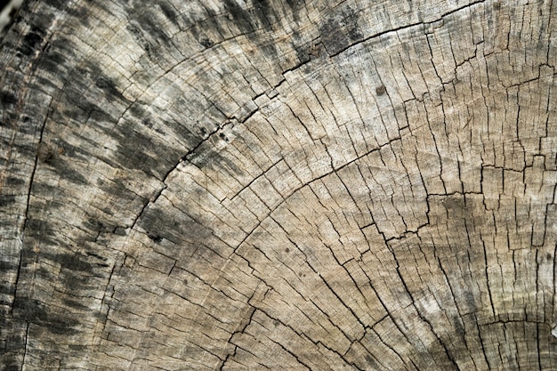 Zdjęcie stare serce z drewna, które przez długi czas pękało w deszczu i słońcu.