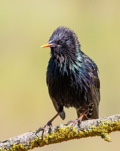 Zdjęcie starnus vulgaris ptak siedzi na pięknej gałęzi i szarpa pióra