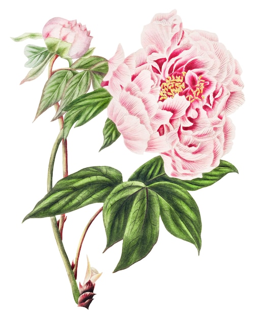 Starożytna chińska ilustracja kwiatów pionii drzewna, botaniczna sztuka na ścianie