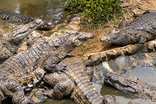 Starożytna fabryka soli w Tamarin na Mauritiusie