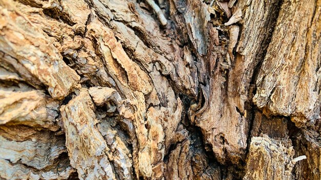 Zdjęcie starożytna i teksturowana kora drzewa nadająca się do tapet lub tła kulit kayu