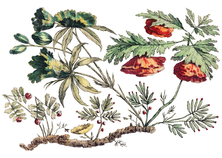 Zdjęcie starożytna ilustracja botaniczna