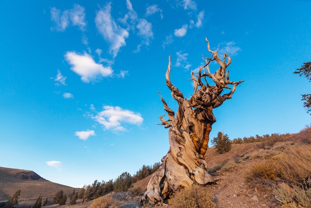 Starożytna sosna Bristlecone pokazująca skręcone i sękate cechy.Kalifornia, USA.