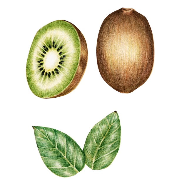 Starożytna zielona naklejka kiwi png ilustracja
