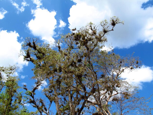 Starożytne ruiny w Copan, Honduras