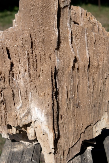 Starożytne stare skamieniałe kopanie minerałów jako ładne tło Wąska linia ostrości płytkiej głębi ostrości makro