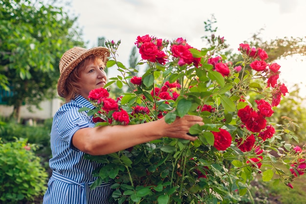 Starsza kobieta cieszy się kwiaty w ogródzie. Kobieta w średnim wieku pachnące przytulanie róż krzew. Koncepcja ogrodnictwa