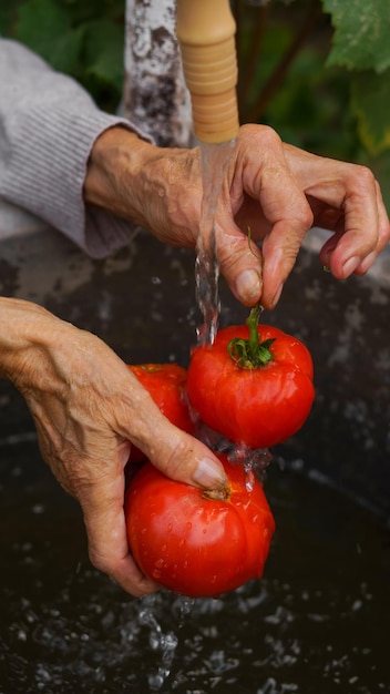 Zdjęcie starsza kobieta myje uprawę pomidorów w rękach na podwórku w ogrodzie domowym, zbliżenie rąk, krople wody