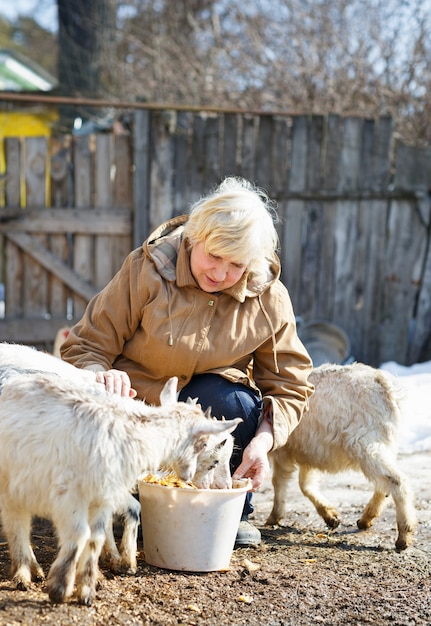 Starsza kobieta Starsza kobieta karmi kozy na farmie w słoneczny wiosenny dzień karmi kozy na farmie w słoneczny wiosenny dzień