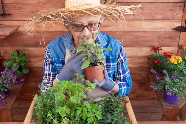 Zdjęcie starsza kobieta w słomkowym kapeluszu opiekuje się nowymi roślinami. wiele doniczek świeżych aromatycznych ziół i sezonowych kwiatów. drewniane rustykalne tło i stół