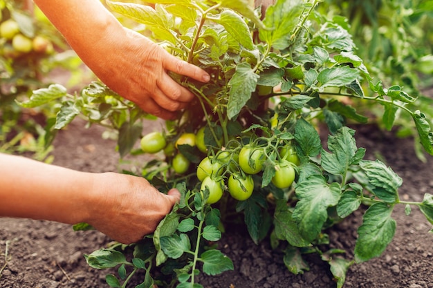 Starszy kobieta rolnik sprawdza zielonych pomidory r na gospodarstwie rolnym