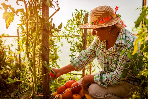 Starszy kobieta rolnik zbieranie upraw pomidorów w szklarni w gospodarstwie.