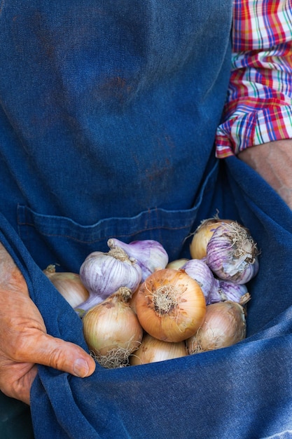 Starszy mężczyzna robotnik rolny trzymający zbiory ekologicznej cebuli czosnkowej