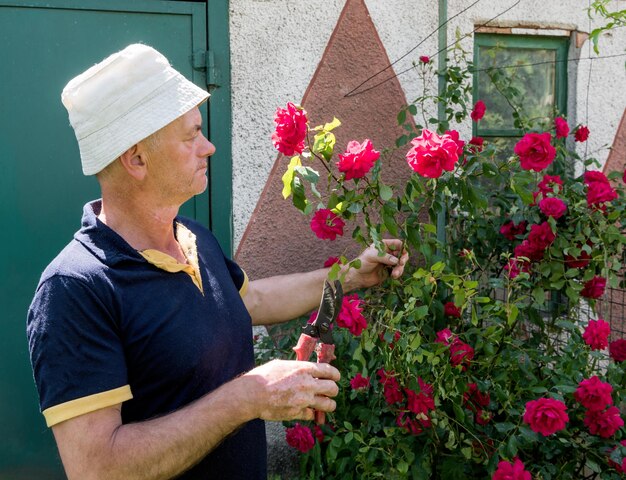 Starszy mężczyzna ścina róże w ogrodzie