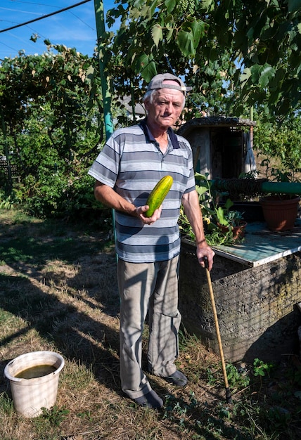 Starszy rolnik posiadający świeży organiczny ogórek