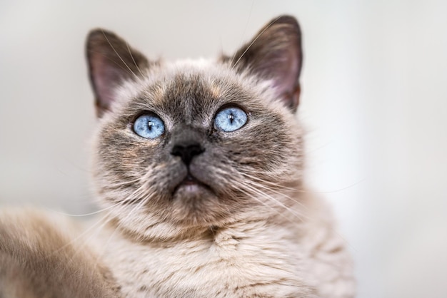 Starszy szary kot z przenikliwymi niebieskimi oczami, szczegóły zbliżenia