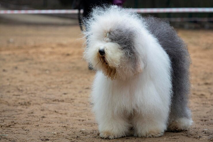 Stary angielski pasterz bobtail na wystawie psów