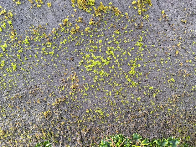 Stary antyczny szary kamienny mur porośnięty mchem