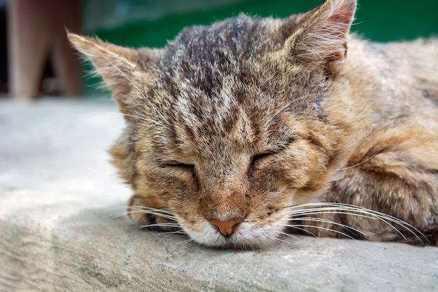 Stary bezdomny kot z bliznami śpi na drodze