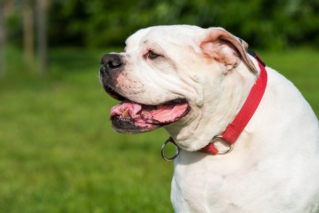 Stary Biały Płaszcz Buldog Amerykański Portret Psa W Stoczni