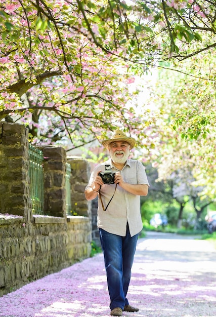Stary człowiek oglądaj młode rośliny fotograf człowiek bierze zdjęcie kwiatu sakury Fotograf ogrodowy kwitnący wiśni robi zdjęcie kwiatu moreli wiosna sezon z różowym kwiatem Gorące lato