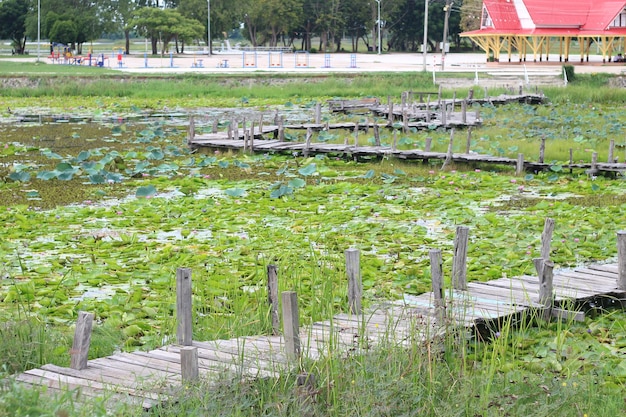 Stary drewniany most nad wodą w parku