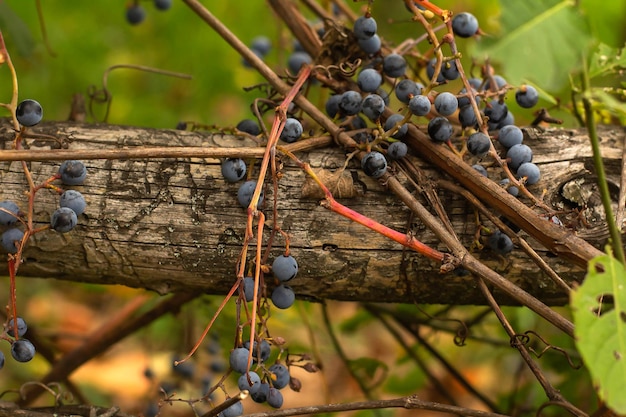 Stary drewniany ząb spleciony z winogronami z dojrzałymi niebieskimi jagodami jesienią