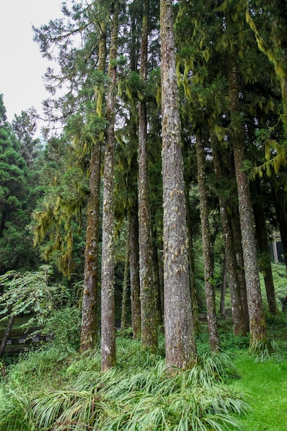 Stary Duży drzewo przy Alishan parka narodowego terenem w Tajwan