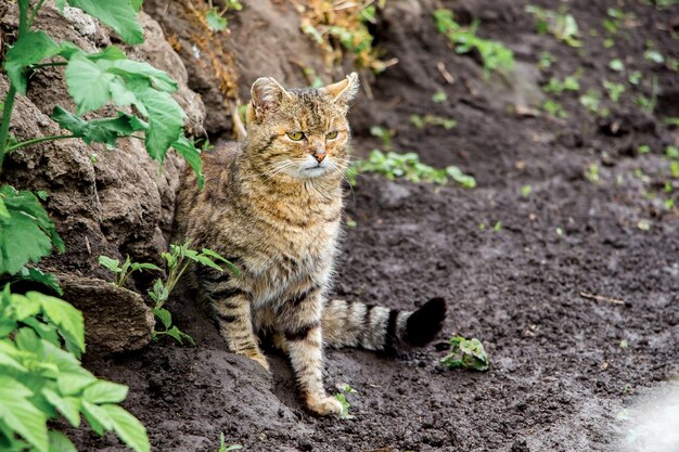 Stary kot na brzegu rzeki śledzi łup. Hunter na polowaniu