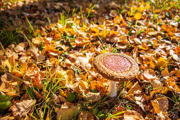 Stary muchomor z bliska wśród pomarańczowych jesiennych liści w lesie