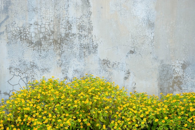 Stary mur z kwiatami kosmosu