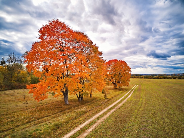 Stary park z czerwonymi klonami, polem uprawnym i polną drogą