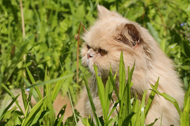 Stary Perski kot wygrzewa się w słońcu w lato trawie