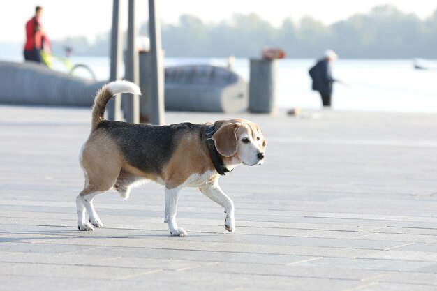 Stary pies beagle chodzi w parku w lecie
