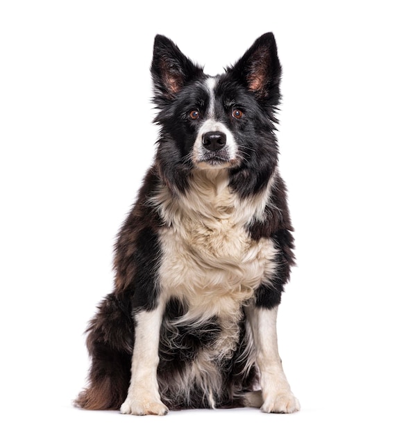 Stary pies border collie na białym tle