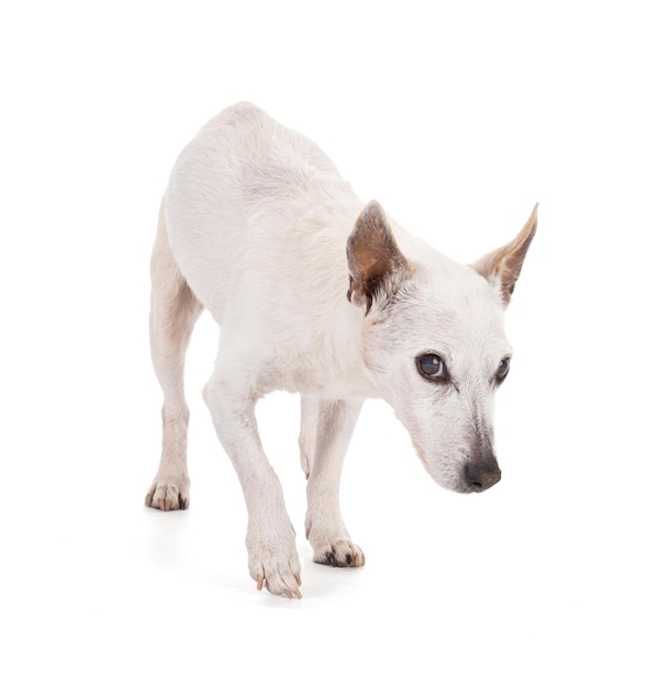 Stary pies jack russell