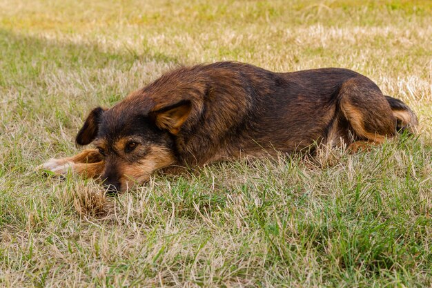 Zdjęcie stary pies pozuje i odpoczywa na zbliżeniu trawy