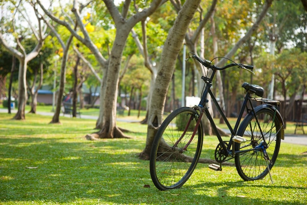 Stary rower w parku.