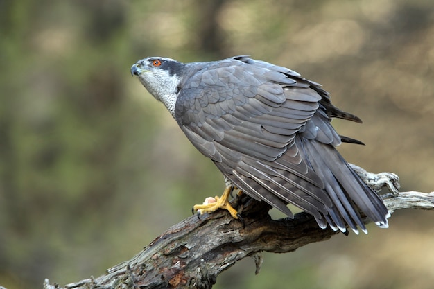 Stary Samiec Jastrzębia Północnego, Accipiter Gentilis