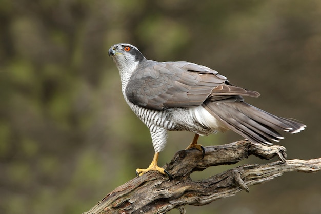 Stary samiec jastrzębia północnego, Accipiter gentilis