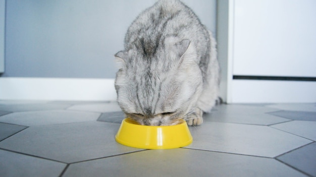 Stary szary brytyjski kot zjada suchą karmę z żółtej miski
