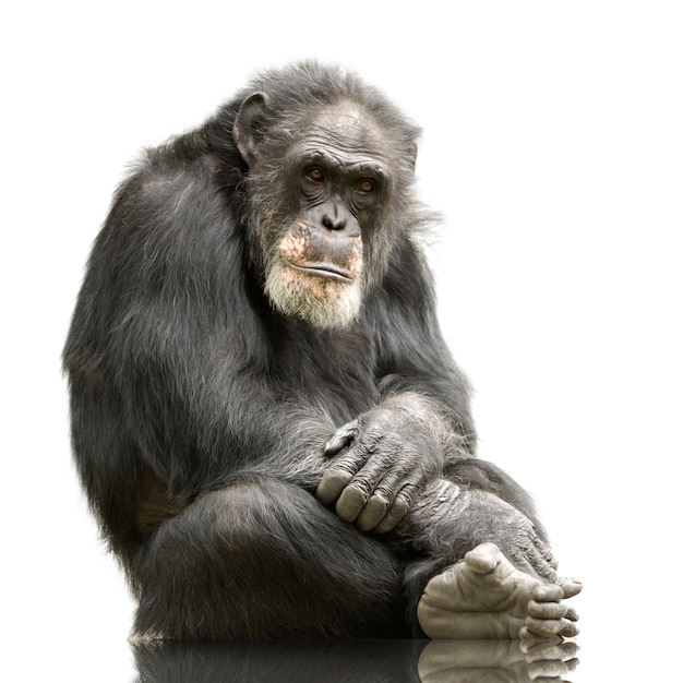 Stary szympans - troglodyta Simia