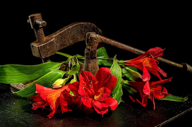 Zdjęcie stary zardzewiały metalowy zacisk i kwiat na czarnym tle