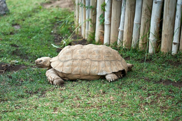 stary żółw odpoczywa w dzikiej krainie